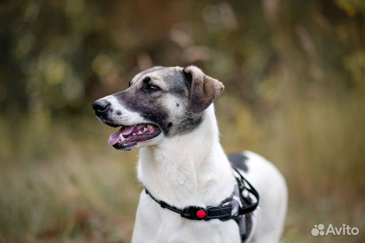 Торочка, самая милая девочка, ищет родителей