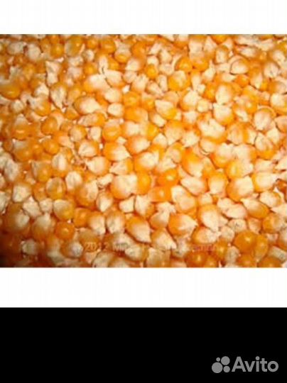 Кукуруза кормовая