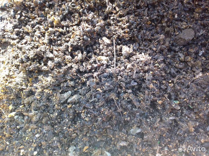 Подмор пчелиный