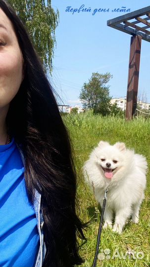 Вязка Померанский шпиц вязка кобель