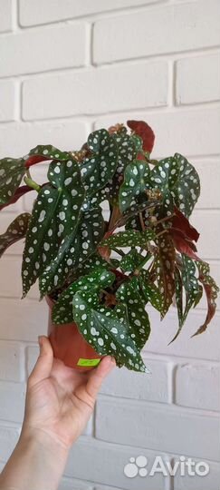 Бегония пятнистая Макулата