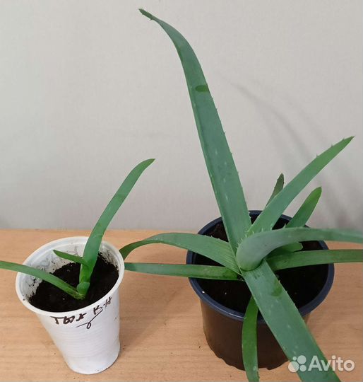 Алоэ столетник и вера, золотой ус