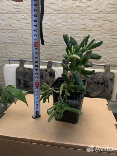 Комнатные растения