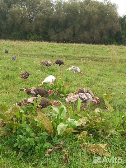 Индюки молодняк