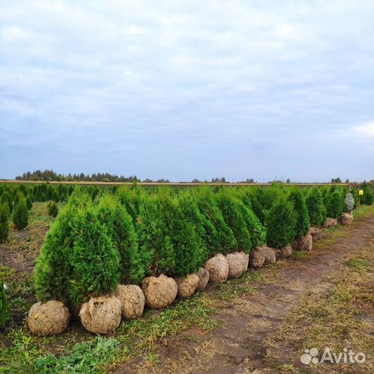 Туя Западная Колумна. Оптом из питомника