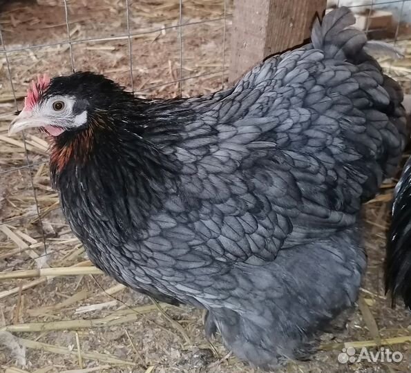 Цыплята Мини Кохинхин