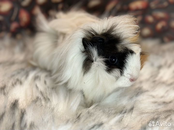 Морские свинки