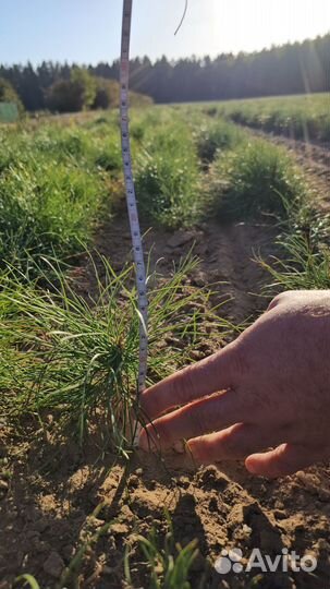 Саженцы сосны обыкновенной окс от производителя