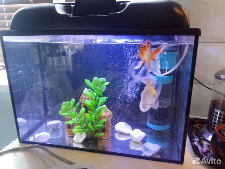 Аквариум