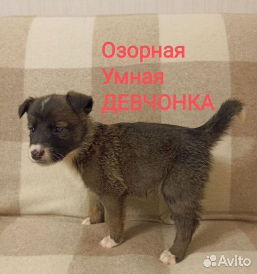 Щеночки в добрые ручки