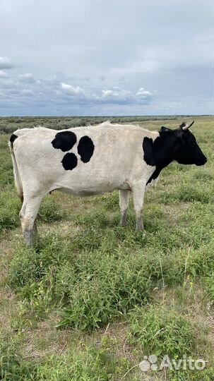 Коровы подсосные