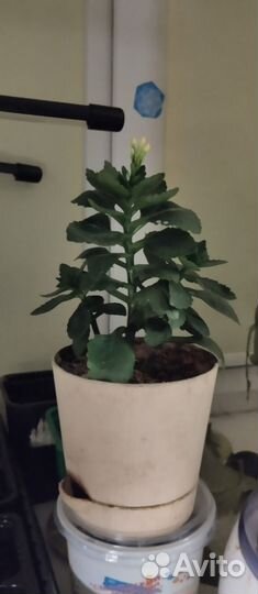 Каланхоэ оранжевое