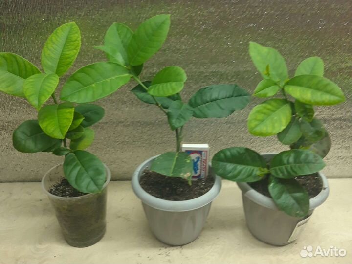 Лимон Новозеланский