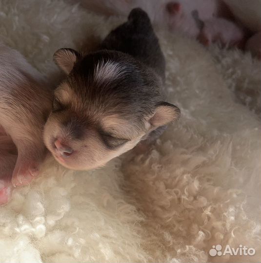 Щенки чихуахуа/ померанский шпиц