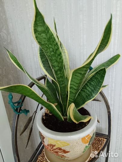Сансинвьерия сортовая низкая