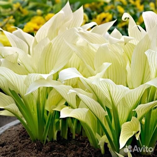 Хосты сортовые (часть 4)