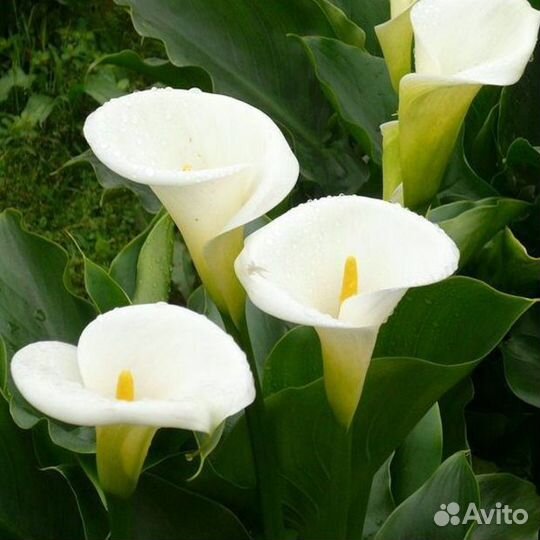 Калла Кристал Бьюти (цена за 2 клубня)