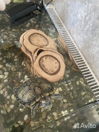 Черепаха бесплатно