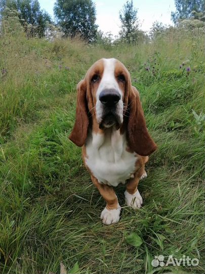 Бассет Хаунд вязка