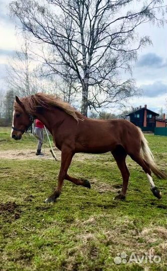 Жеребец орловский рысак