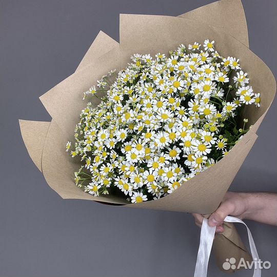 Ромашка прекрасные