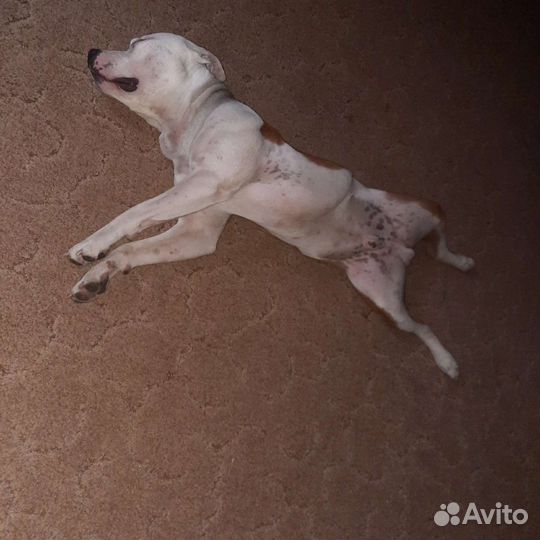 Питбультерьер вязка