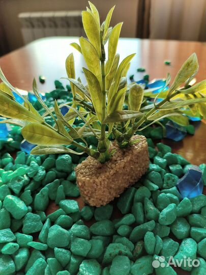 Камни и растение для аквариума