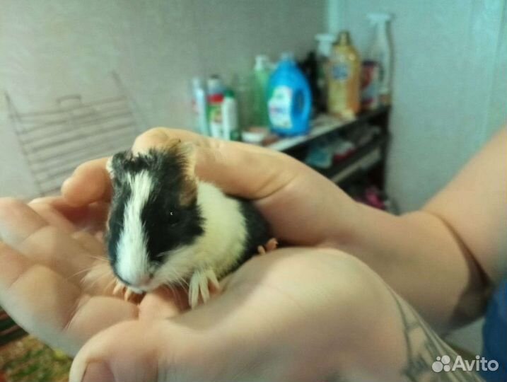 Морские свинки