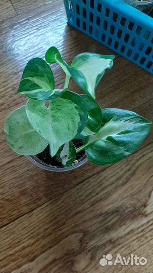 Сциндапсусы