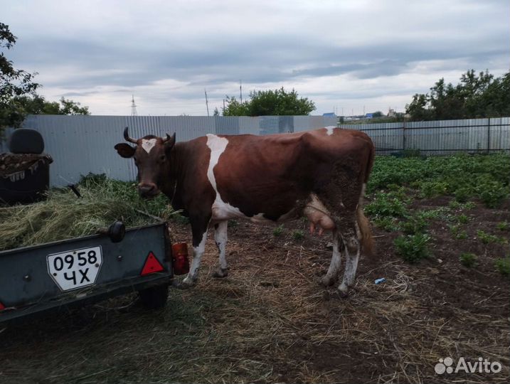 Корова дойная