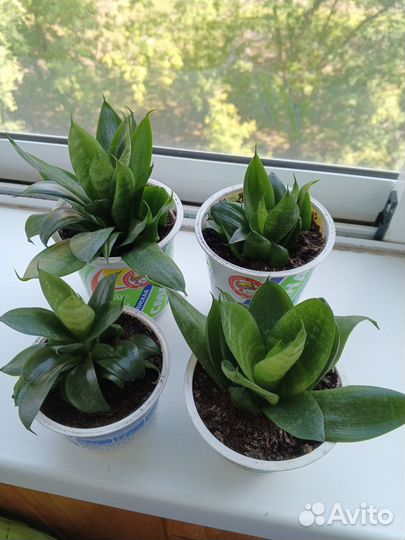 Сансивиерия