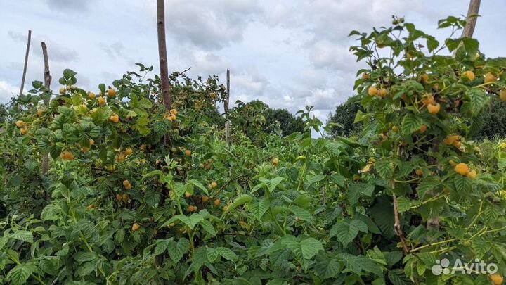 Саженцы малины 