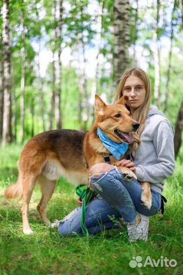 Небольшая собака из приюта ждет семью