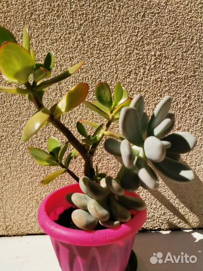 Пахифитум, красула