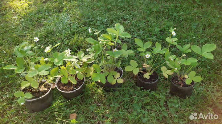 Саженцы для дачи