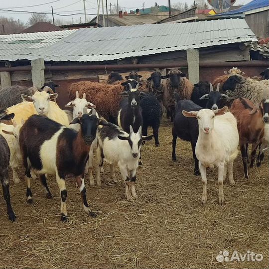 Козы, козлята,овцы,бараны