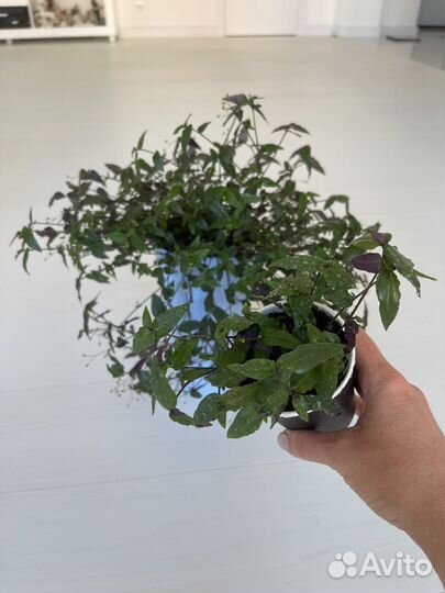 Традесканция. Сорт 