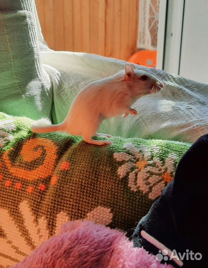 Монгольская песчанка