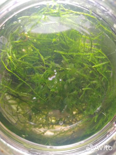 Мох разный аквариумный