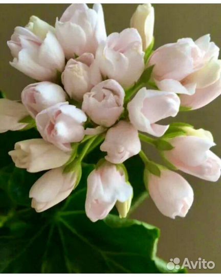 Пеларгония герань тюльпановидная