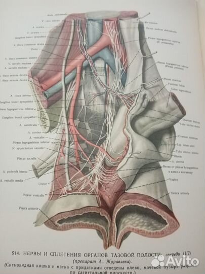 Атлас анатомии человека синельников