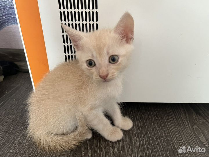 Котята в добрые руки 1 месяц даром