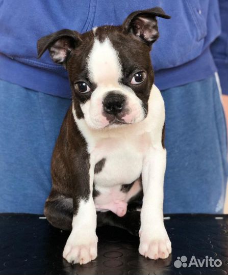 Бостон терьер