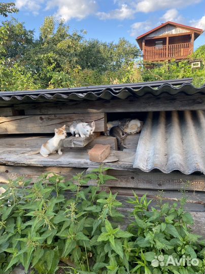 Котята в добрые руки