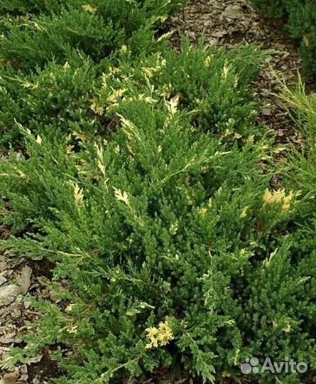 Можжевельник экспанса вариегата