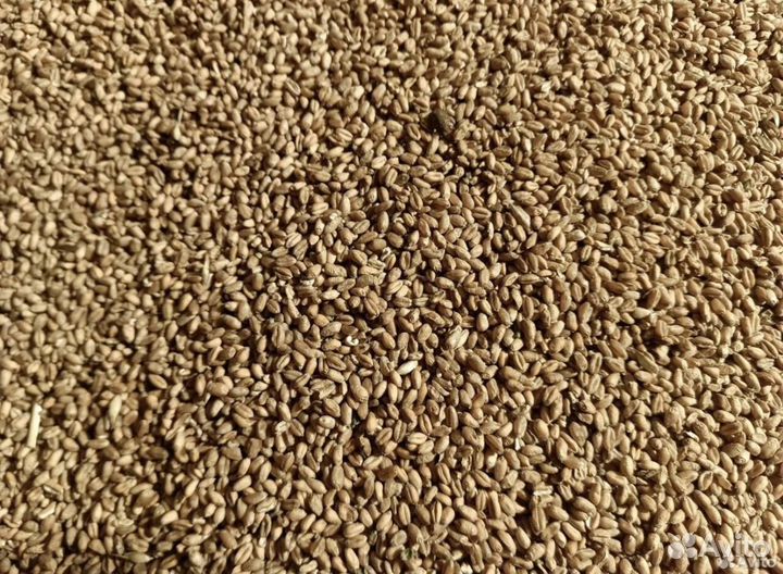 Зерно пшеница овес