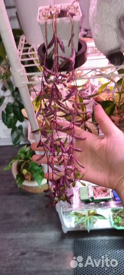 Комнатные растения: филодендрон сингониум монстера