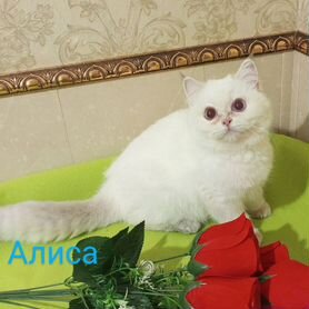 Голубоглазая Алиса