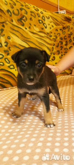 Щенок девочка в добрые руки бесплатно