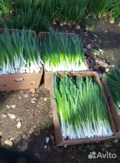 Лук зеленый свежей срезки с доставкой LUK-9181